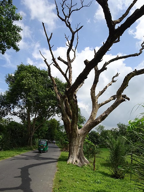 সময়ের পরিবর্তনে প্রয়োজন ফুরিয়েছে এই গাছের। ছবি: আবুল কালাম আজাদ