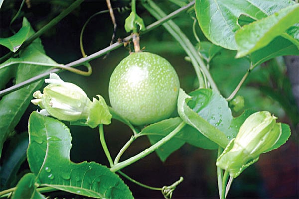 জাহাঙ্গীরনগর বিশ্ববিদ্যালয়ের নওয়াব ফয়জুন্নেসা হলের আঙিনায় গাছে ঝুলছে প্যাশন ফল l ছবি: শিক্ষক আবদুল্লাহ মোহাম্মদ সোহায়েলের সৌজন্যে