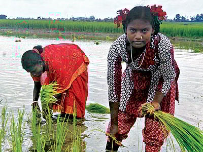 নওগাঁর নিয়ামতপুরের বনগাঁয়ে নারীদের সঙ্গে পরের জমিতে ধানের চারা রোপণ করছেন ঝিরিনা মুন্ডা l প্রথম আলো
