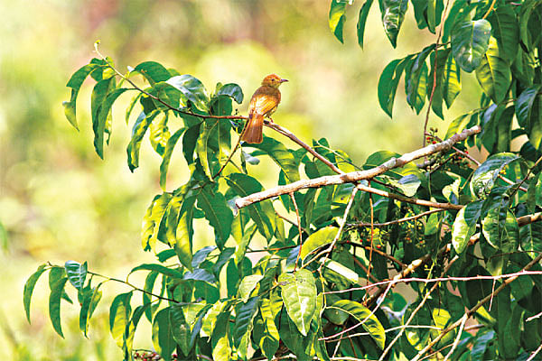 ডালে বসে আছে জলপাই বুলবুল। কাপ্তাই জাতীয় উদ্যান থেকে ছবিটি তুলেছেন লেখক