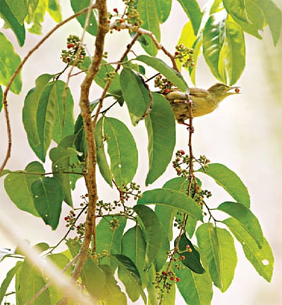 ফল মুখে নিয়ে ডালে বসে আছে জলপাই বুলবুল। কাপ্তাই জাতীয় উদ্যান থেকে ছবিটি তুলেছেন লেখক