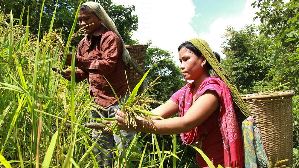 কুনো ব্যাঙের ভবিষ্যদ্বাণী ও পাহাড়ে রাজনৈতিক সংকট