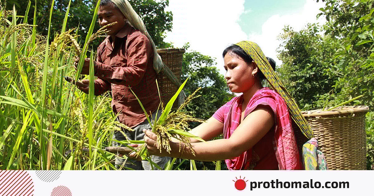 কুনো ব্যাঙের ভবিষ্যদ্বাণী ও পাহাড়ে রাজনৈতিক সংকট কুনো ব্যাঙের ভবিষ্যদ্বাণী ও পাহাড়ে রাজনৈতিক সংকট