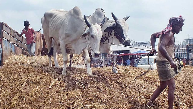 সামনে পবিত্র ঈদুল আজহা। এ উপলক্ষে ইতিমধ্যে কোরবানির পশুর হাটগুলোতে গরু আসা শুরু হয়েছে। ছবিটি আজ চট্টগ্রামের সাগরিকা গরুর হাট থেকে তোলা। ছবি: ফোকাস বাংলা