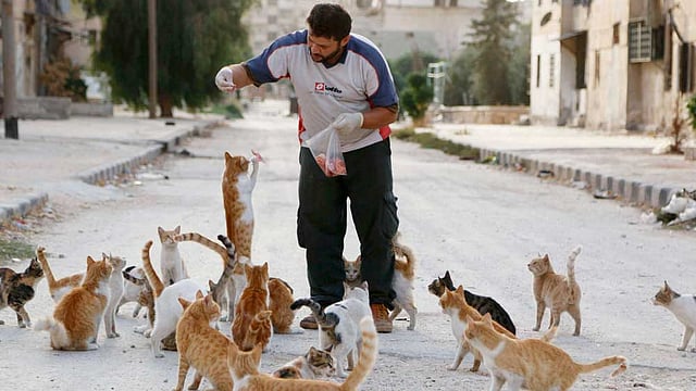 সিরিয়ায় আশ্রয়হীন বিড়ালগুলোকে মাংস খাওয়াচ্ছেন আলা নামের এক অ্যাম্বুলেন্সচালক। ছবিটি বুধবার আলেপ্পোর শহরতলি মাসাকেন হানানো থেকে তোলা। যুদ্ধের কারণে আশ্রয় হারানো প্রায় ১৫০টি বিড়ালকে আলা প্রতিদিন মাংস কিনে খাওয়ান। ছবি: রয়টার্স