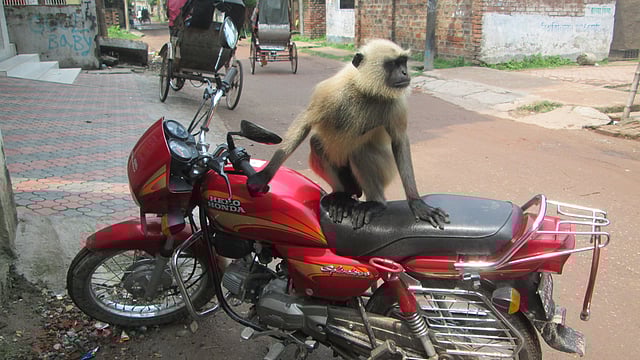 লোকালয়ে হনুমান। যশোরের কেশবপুরের কালোমুখো হনুমান দলছুট হয়ে লোকালয়ে ঢুকে পড়েছে। ছবিটি আজ শহরের বেজপাড়া মেইন রোড থেকে তোলা। ছবি: মনিরুল ইসলাম, যশোর