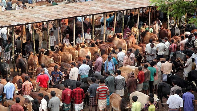 কোরবানির হাটে পশুর সমাগম শুরু হয়েছে। তবে ক্রেতা এখনো কম। ছবিটি রোববার দুপুরে রংপুর নগরের লালবাগ হাট থেকে তোলা। ছবি: মঈনুল ইসলাম, রংপুর