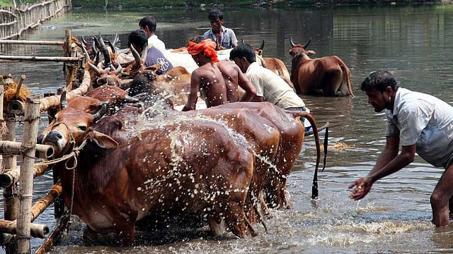 পবিত্র ঈদুল আজহা উপলক্ষে জমতে শুরু করেছে পশুর হাট। প্রতিদিন বিভিন্ন এলাকা থেকে ট্রাকে করে কোরবানির পশু হাটে আনছেন ব্যবসায়ীরা। পুকুরে গোসল করিয়ে এই গরুগুলোকে নিয়ে যাওয়া হবে সিলেটের পশুর হাট কাজিরবাজারে। ছবি: আনিস মাহমুদ, সিলেট