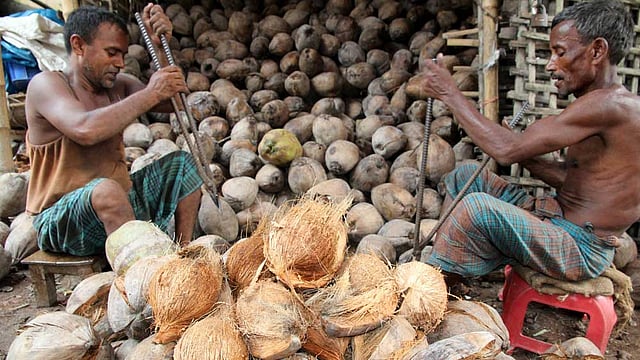 পূজায় হিন্দুধর্মাবলম্বীদের বাড়িতে নাড়ু, মোয়া, পদ্মচিনি ইত্যাদি বানানোর ধুম পড়ে যায়। আর এসবের প্রধান অনুষঙ্গ নারকেল। দুর্গাপূজার কারণে নারকেলের চাহিদা বেড়ে গেছে। তাই নারকেল ব্যবসায়ীরাও ব্যস্ত। ছবিটি রোববার দুপুরে বগুড়া শহরের চেলোপাড়া থেকে তোলা। ছবি: সোয়েল রানা, বগুড়া