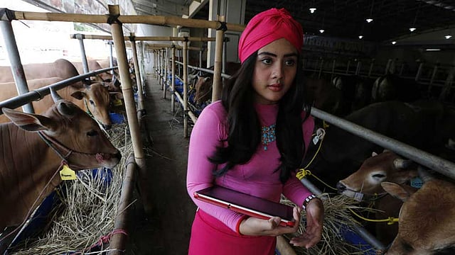 পবিত্র ঈদুল আজহাকে সামনে রেখে কোররবানির জন্য মুসলিম বিশ্বে শুরু হয়েছে পশু কেনাবেচা। ক্রেতাদের আকৃষ্ট করতে ইন্দোনেশিয়ার রাজধানী জাকার্তার উপকণ্ঠে দেপক এলাকায় গরু বিক্রির একটি শোরুমে নারী বিক্রয়-কর্মী নিয়োগ করেছেন সংশ্লিষ্ট মালিক। ছবি: রয়টার্স