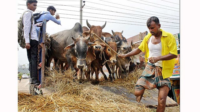 আর কদিন পরই পবিত্র ঈদুল আজহা। ঈদে পশু কোরবানি দেওয়ার জন্য দেশের বিভিন্ন স্থান থেকে গরু নিয়ে আসছেন ব্যবসায়ীরা। ছবিটি আজ রাজধানীর গাবতলী গরুর হাট থেকে তোলা। ছবি: ফোকাস বাংলা