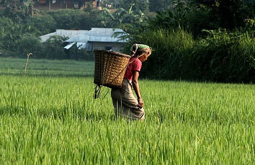ধানখেতে কাজ করে বাড়ি ফিরছেন আদিবাসী কিষানি। রাঙামাটি শহরতলীর রাঙ্গাপানি থেকে ছবিটি তোলা l প্রথম আলো