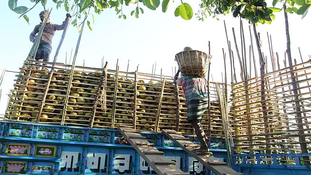 ট্রাকবোঝাই করা হচ্ছে বাতাবি লেবু দিয়ে। ছবি: সুপ্রিয় চাকমা