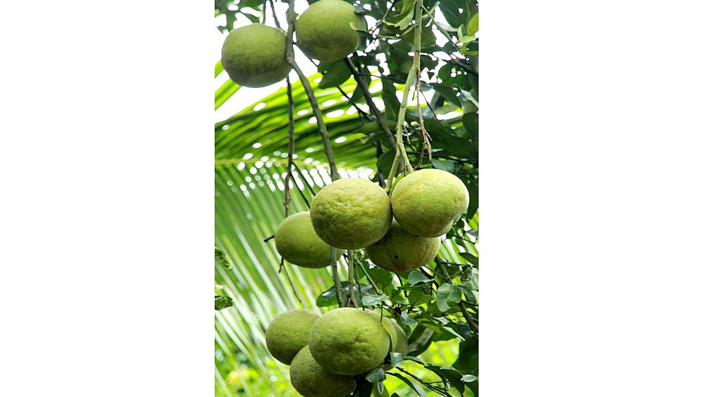 গাছের ডালে ঝুলছে রসাল বাতাবি লেবু। পাহাড়ে এই ফলের মৌসুম এখন। সমতলের পাইকারি ব্যবসায়ীদের চাহিদা থাকায় পাহাড়ে বাণিজ্যিকভাবে বাতাবি লেবুর উৎপাদন শুরু হয়েছে। রাঙামাটি থেকে প্রতিদিন ২০-২২ ট্রাক বাতাবি লেবু সমতলে যাচ্ছে। ১০০ বাতাবি লেবু ২০০ থেকে ৫০০ টাকায় বিক্রি হচ্ছে। ছবিটি রাঙামাটির রাঙ্গাপানি এলাকা থেকে তোলা। ছবি: সুপ্রিয় চাকমা