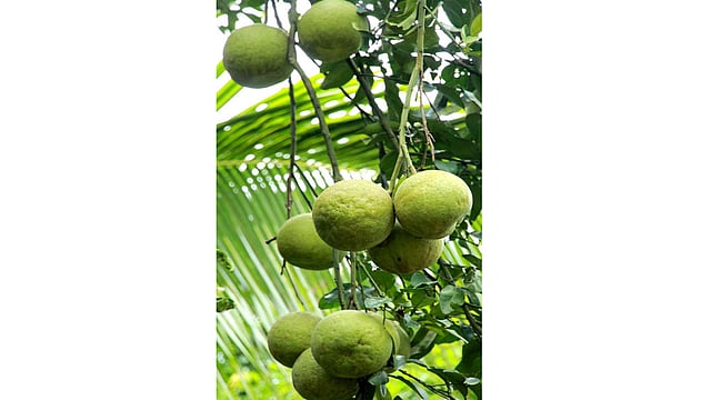 গাছের ডালে ঝুলছে রসাল বাতাবি লেবু। পাহাড়ে এই ফলের মৌসুম এখন। সমতলের পাইকারি ব্যবসায়ীদের চাহিদা থাকায় পাহাড়ে বাণিজ্যিকভাবে বাতাবি লেবুর উৎপাদন শুরু হয়েছে। রাঙামাটি থেকে প্রতিদিন ২০-২২ ট্রাক বাতাবি লেবু সমতলে যাচ্ছে। ১০০ বাতাবি লেবু ২০০ থেকে ৫০০ টাকায় বিক্রি হচ্ছে। ছবিটি রাঙামাটির রাঙ্গাপানি এলাকা থেকে তোলা। ছবি: সুপ্রিয় চাকমা