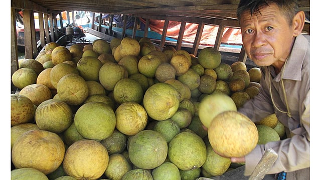 রাঙামাটির বনরূপা সমতা ঘাটে বিক্রির জন্যে ইঞ্জিনচালিত নৌকায় বাতাবি লেবু তুলছেন এক চাষি। ছবি: সুপ্রিয় চাকমা