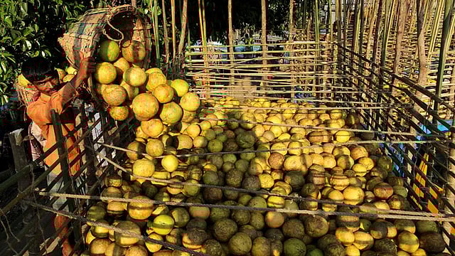 রাঙামাটির ট্রাক টার্মিনাট ঘাটে ট্রাকে তোলা হচ্ছে বাতাবি লেবু। ছবি: সুপ্রিয় চাকমা
