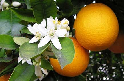কমলা লেবু