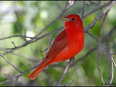 সামার ট্যানাজার