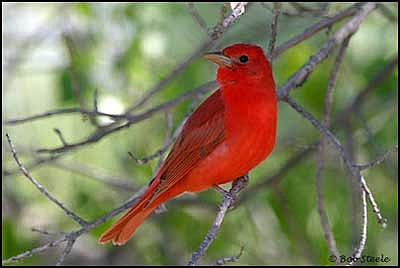 সামার ট্যানাজার