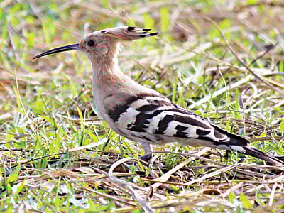 বাংলাদেশের কোনো কোনো অঞ্চলে কালেভদ্রে দেখা মেলে হুদহুদ পাখির। খাগড়াছড়ি জেলা পরিষদের ফুলবাগান থেকে সম্প্রতি ছবিটি তুলেছেন নীরব চৌধুরী