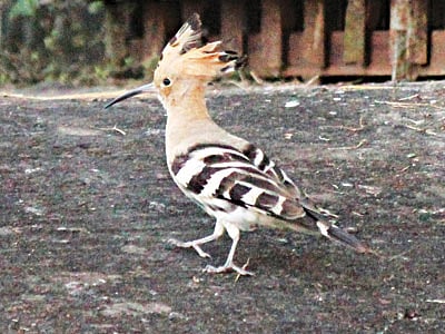 হুদহুদ পাখি