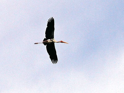 হাকালুকি হাওরের চাতলার বিলে উড়ন্ত অবস্থায় সোনা জঙ্গা l ছবি: লেখক