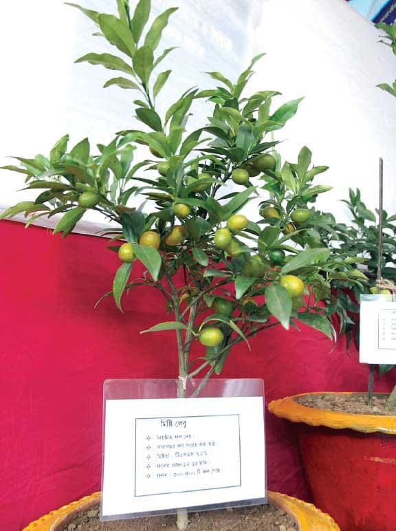 লেবুর স্বাদ টক হলেও এই গাছের লেবু মিষ্টি। সিলেটের কৃষি প্রযুক্তিমেলা থেকে মিষ্টি লেবুগাছের এই ছবি গতকাল তোলা l প্রথম আলো