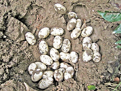 গুইসাপের সেই ডিম l ছবি: লেখক