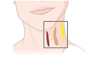 বাদামি চর্বি থাকে মূলত ঘাড়, বুকের উপরিভাগ এবং কাঁধে