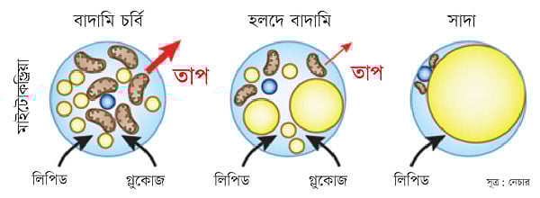 ওজন কমাতে বাদামি চর্বি