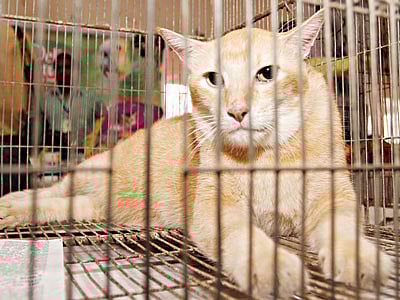 বিড়াল ছিল নানা জাতের