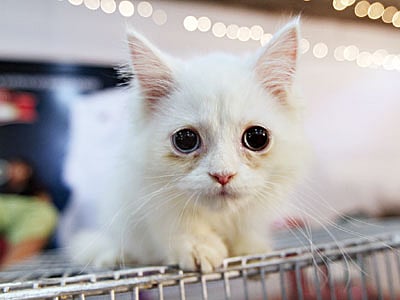 এমন মিষ্টি বিড়ালকে ভালো না বেসে পারা যায়? ছবি: আশরাফুল আলম