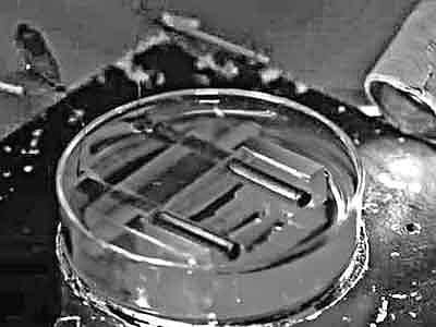 যুক্তরাষ্ট্রের গবেষণাগারে একটি পাত্রে রাখা হয়েছে স্টেম সেল থেকে তৈরি হৃৎ​পিণ্ডের টিস্যু l ছবি: সিবিএস নিউজ