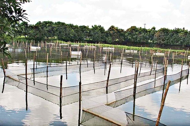 আদমদীঘির ময়ূর কাশিমালা গ্রামের এই মৎস্য হ্যাচারিতে এভাবেই সূক্ষ্ম জাল দিয়ে রেণু পোনা সংরক্ষণ করা হয়।l প্রথম আলো