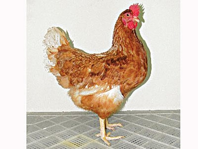 নতুন জাতের মুরগি স্বর্ণা