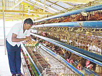 নিজের খামার থেকে নতুন জাতের স্বর্ণা মুরগির ডিম সংগ্রহ করছেন বরিশালের হিজলারপুল গ্রামের খলিল সিকদার l ছবি: সংগ্রহ