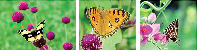 মেলায় ছিল ২২৫ প্রজাতির প্রজাপতির ছবি প্রদর্শনী