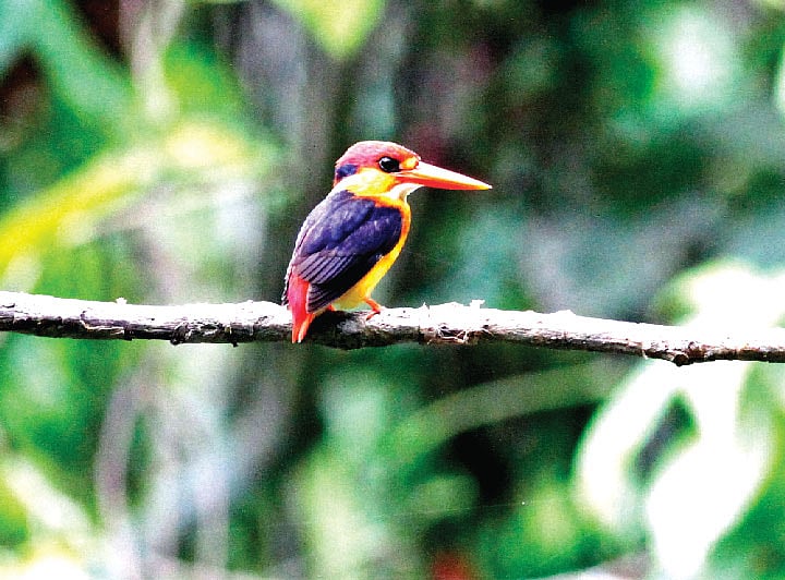 শিকার ধরার জন্য ডালে বসে আছে বুনো মাছরাঙা। কাপ্তাই জাতীয় উদ্যান থেকে গত মে মাসে তোলা ছবি l লেখক