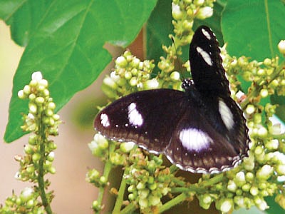 স্ত্রী ধনুক প্রজাপতি। ২০১৩ সালের ৫ এপ্রিল রমনা পার্ক থেকে তোলা l ছবি: লেখক