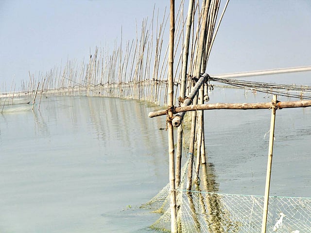 ফরিদপুর সদরের কামারডাঙ্গি এলাকায় পদ্মা নদীতে আড়াআড়ি বাঁশের বেড়া দিয়ে মাছ শিকার করা হচ্ছে। এতে দুর্ভোগে পড়েছেন স্থানীয় জেলেরা। গত শুক্রবার তোলা ছবি l প্রথম আলো