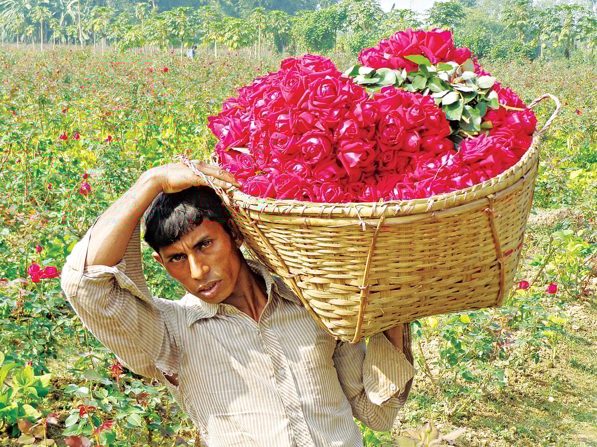 চকরিয়ার পশ্চিম বরইতলী গ্রামের ফুলচাষি আবুল কালাম। এক একর জায়গায় গোলাপের বাগান গড়ে তুলেছেন তিনি। বিক্রির জন্য প্রতিদিন খাঁচি ভরে গোলাপ সংগ্রহ করেন। কিন্তু ক্রেতার দেখা মেলে না। রোববার তোলা ছবি l প্রথম আলো