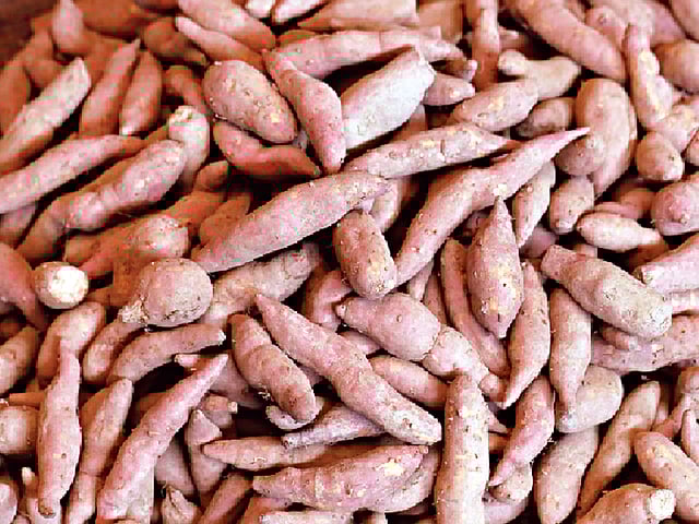 মিষ্টি আলুতে প্রাকৃতিক চিনি থাকে। ছবি: অধুনা