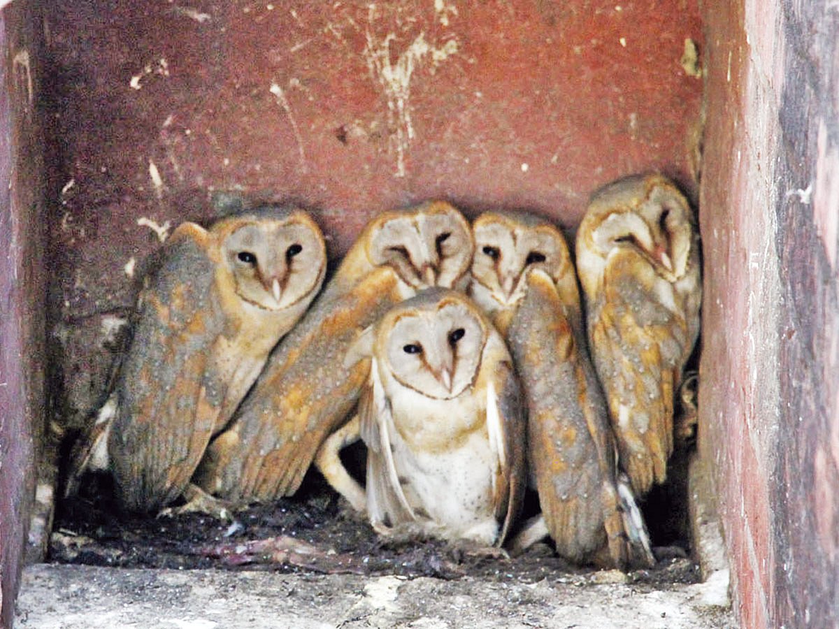 রাজশাহীর পবা উপজেলার পারিলার বাসিন্দা ফিরোজ কবিরের ঘরের ঘুলঘুলিতে লক্ষ্মীপঁ্যাচার পাঁচ ছানা। কয়েক দিন আগে তোলা ছবি l প্রথম আলো