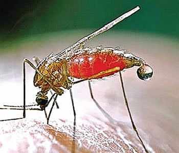 শিশু কি ম্যালেরিয়ায় আক্রান্ত?