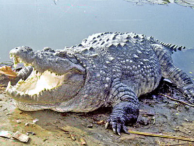 হজরত খানজাহানের (রহ.) মাজারসংলগ্ন দিঘিতে ধলা পাহাড় l ফাইল ছবি