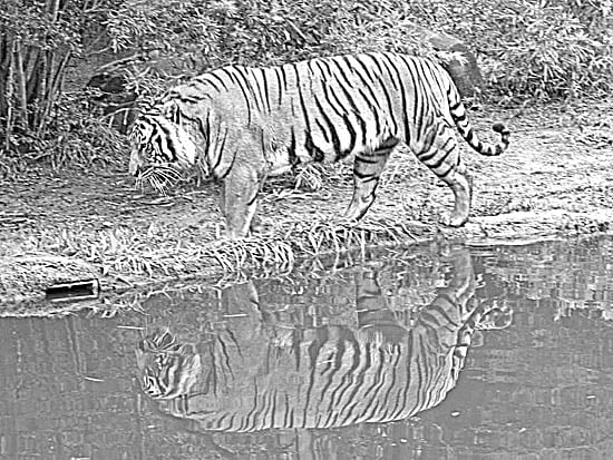 সুন্দরবনে রয়্যাল বেঙ্গল টাইগার ষ ছবি: জিয়া ইসলাম