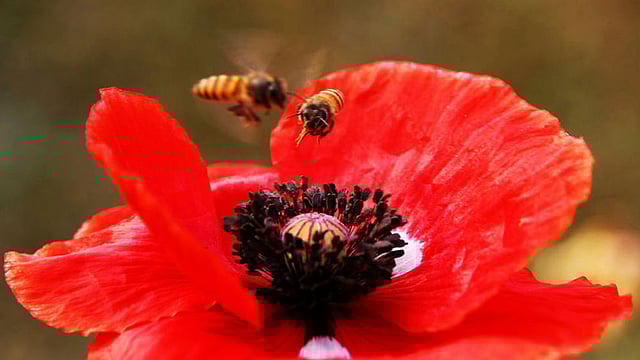 ফুলে ফুলে উড়ছে মৌমাছি। ছবি: শহীদুল ইসলাম, রাজশাহী