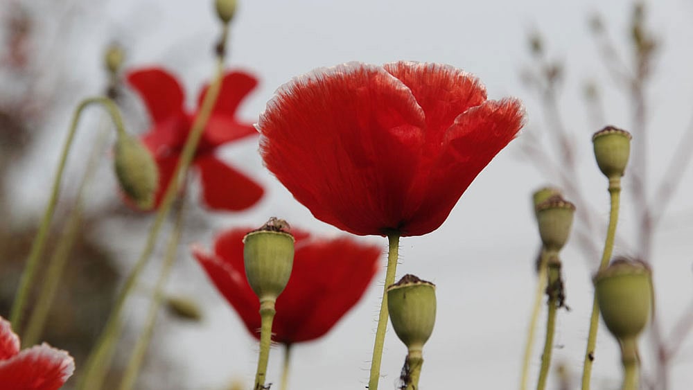 বাগানে ফুটে আছে সারি সারি পপি ফুল। আর সেই ফুলের মধু আহরণে বাগানের চারদিকে ঘুরে বেড়াচ্ছে মৌমাছির দল। ছবিটি রাজশাহী নগরে পোস্টাল একাডেমির ফুলের বাগান থেকে তোলা। ছবি: শহীদুল ইসলাম, রাজশাহী