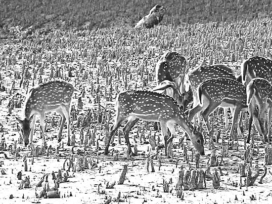 সুন্দরবনে হরিণ ষ ছবি: জিয়া ইসলাম